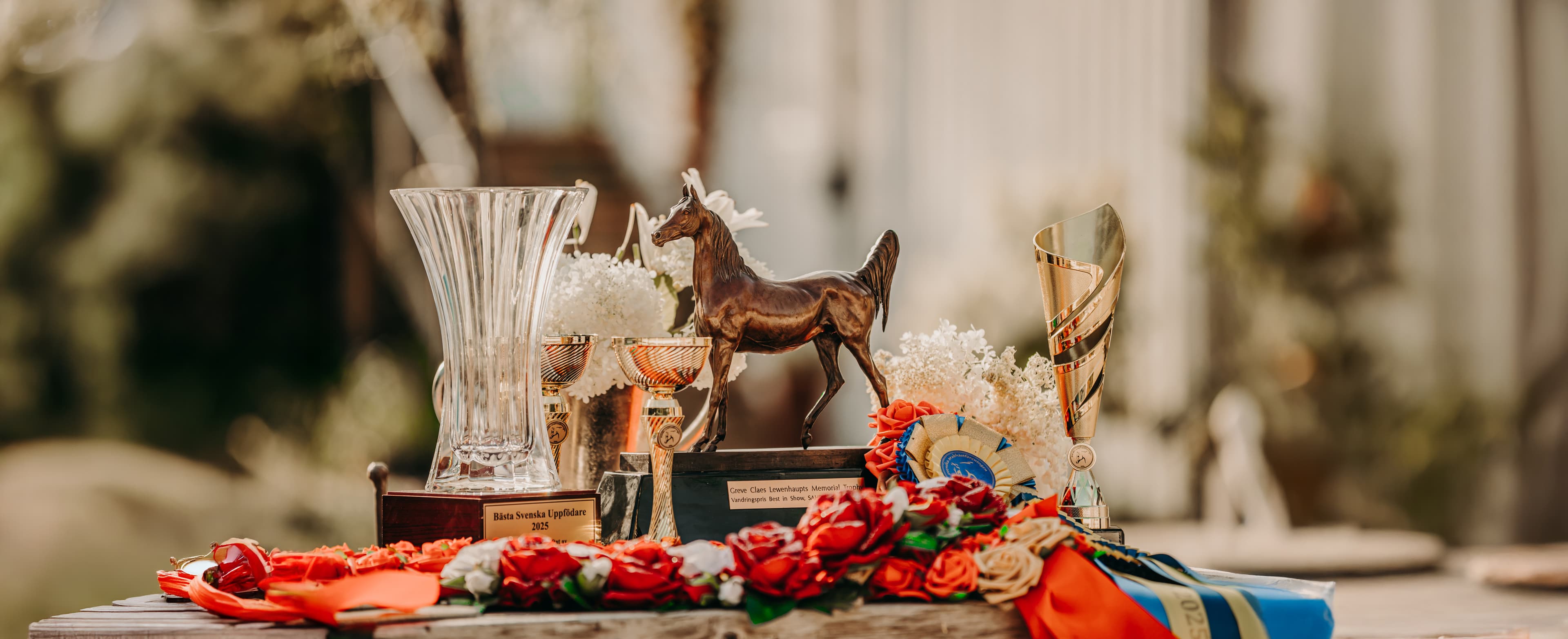 A Lifelong Passion for Arabian Horses