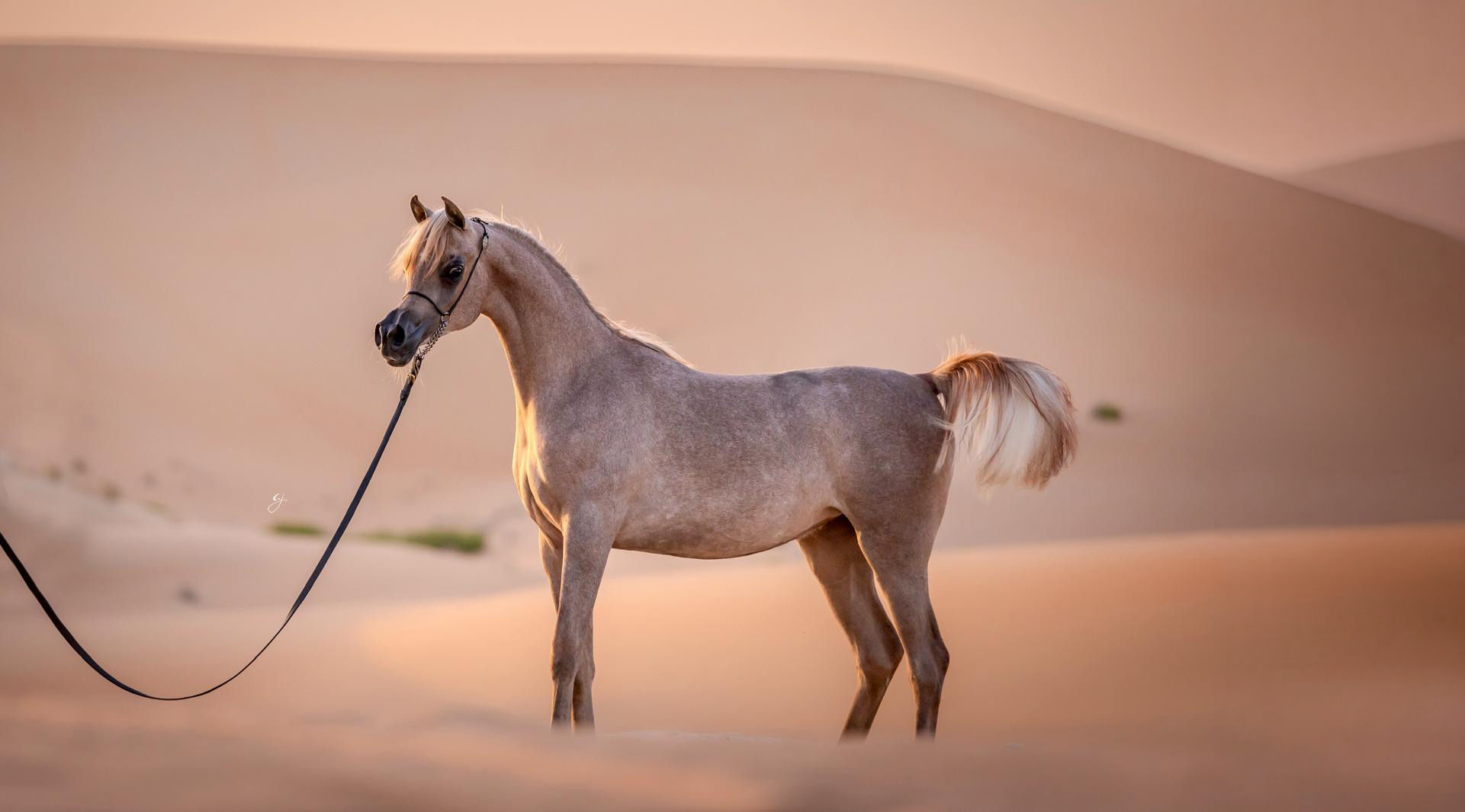 Swedish Arabian Horse