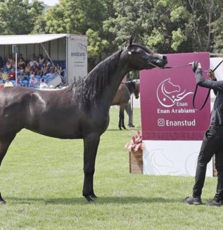 2019 Show Result thumbnail picture