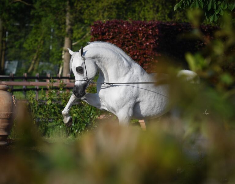 Medan Al-Shaqab imagem em miniatura